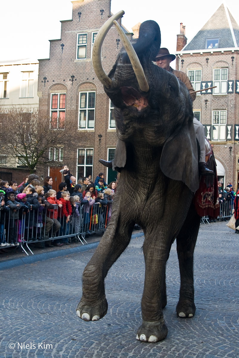 Foto: Intocht Sinterklaas in Groningen 2009 (1735)